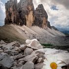 Kleine Blume - Große Berge