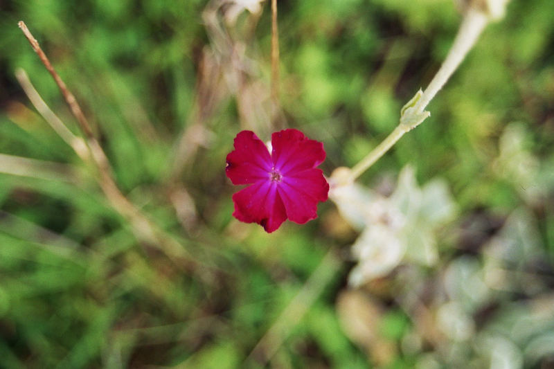 Kleine Blume in 3D