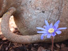 Kleine Blume in unserem Garten