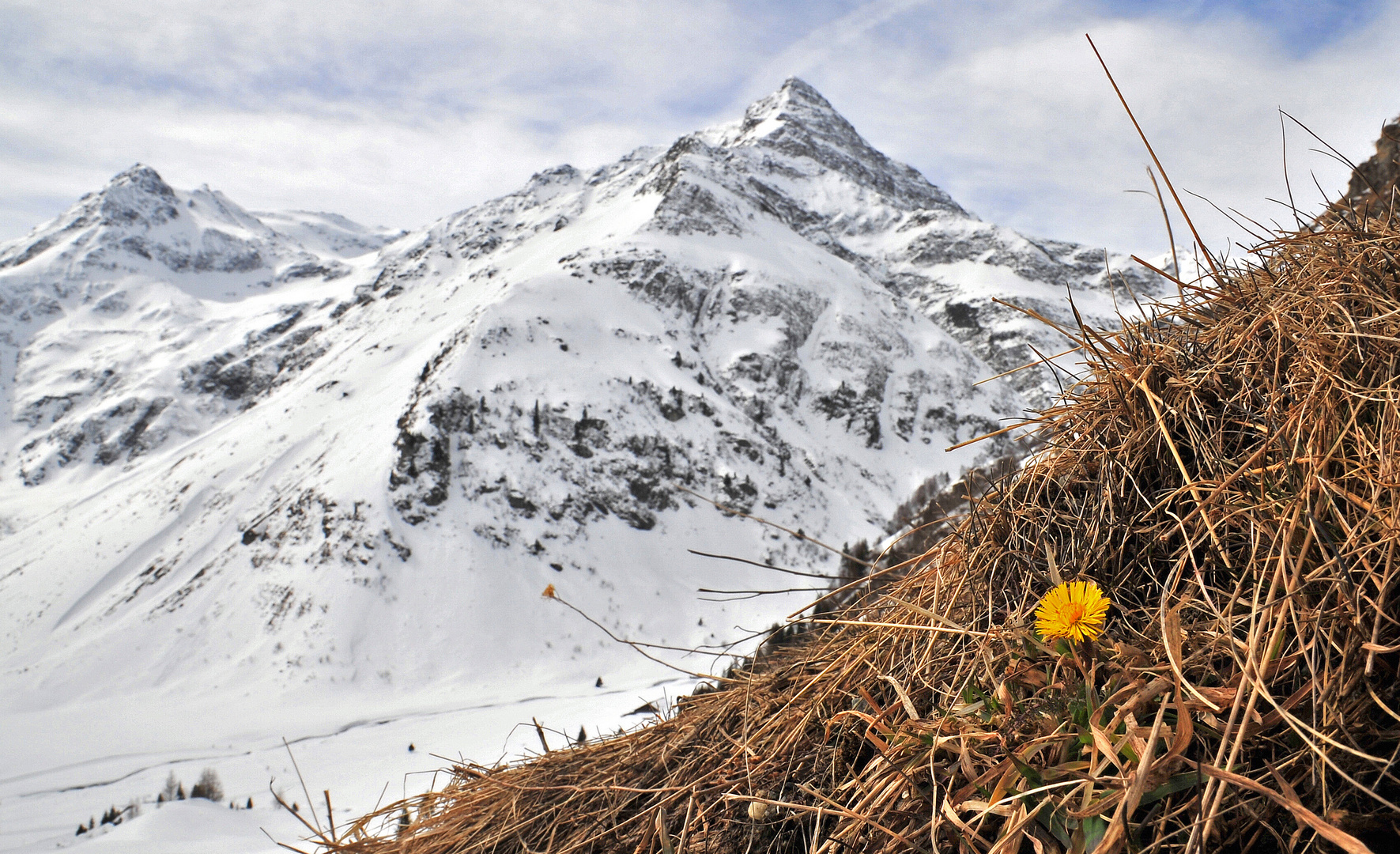 Kleine Blume - mächtiger Berg