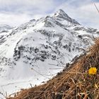 Kleine Blume - mächtiger Berg