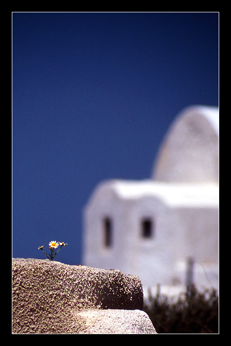 kleine Blume streckt sich nach der Sonne