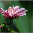 Kleine Blume,große Schönheit. Wünsche allen Fotofreunden einen schönen Sonntag