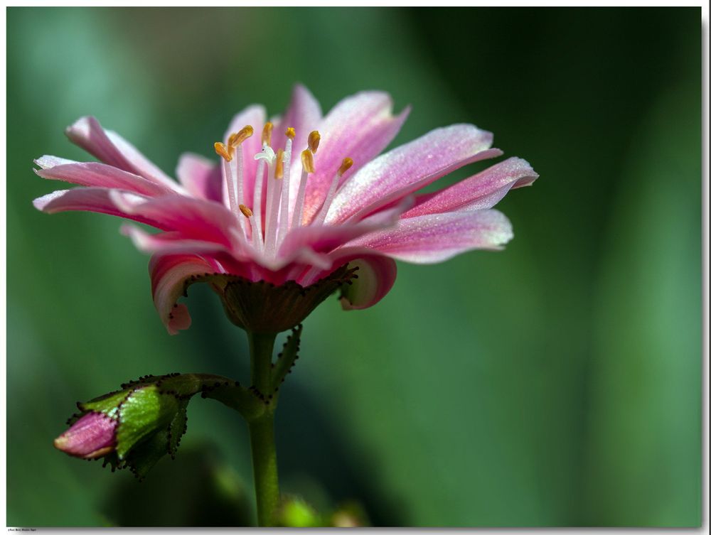 Kleine Blume,große Schönheit. Wünsche allen Fotofreunden einen schönen Sonntag