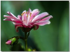 Kleine Blume,große Schönheit. Wünsche allen Fotofreunden einen schönen Sonntag