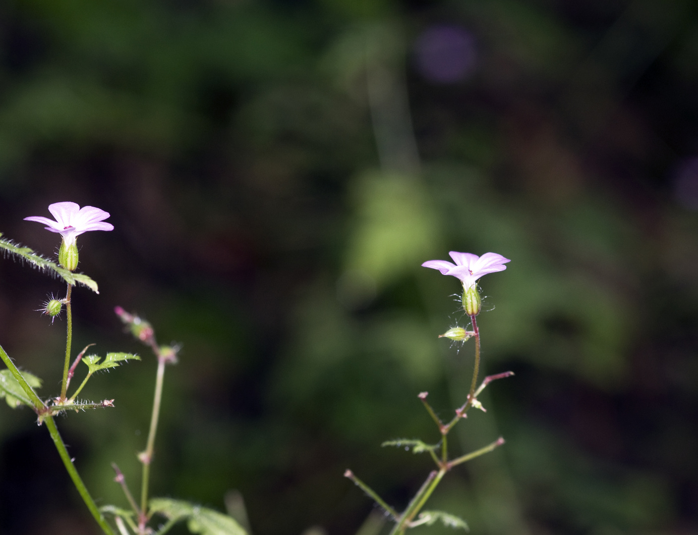 kleine Blumen