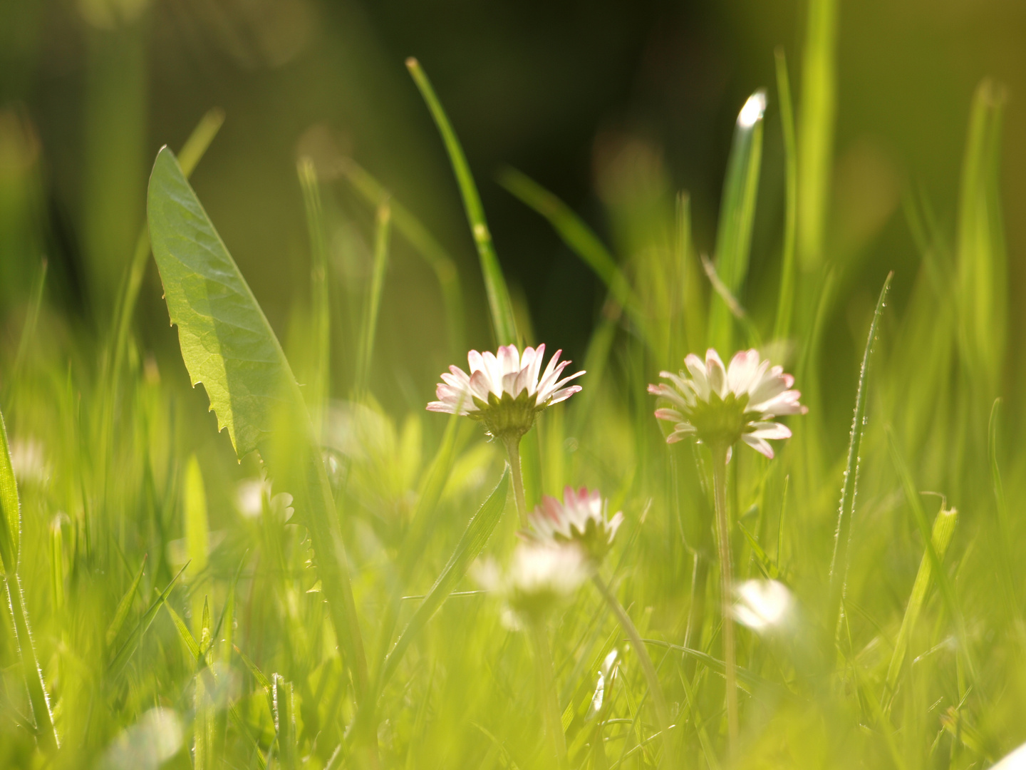 Kleine Blumen