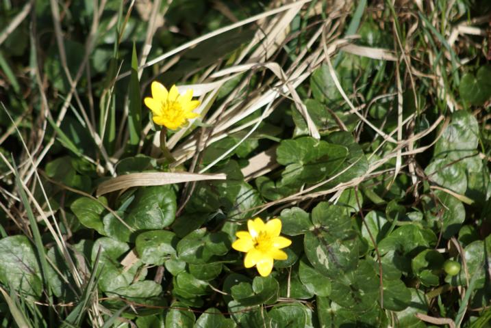 kleine blumen