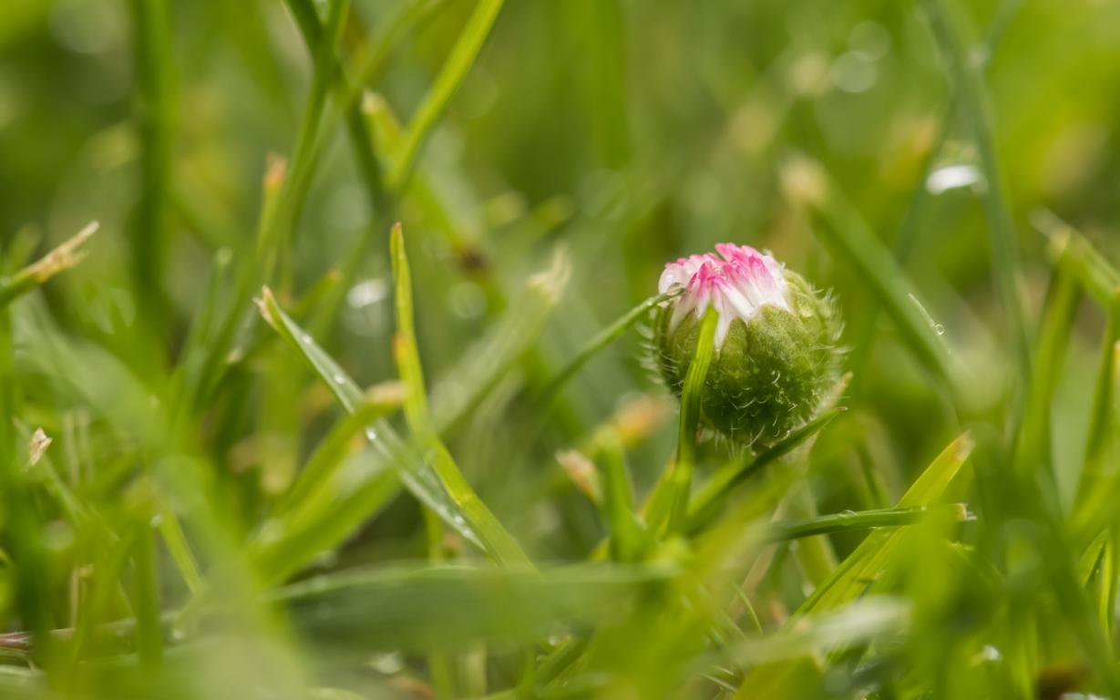 kleine Blumenknospe