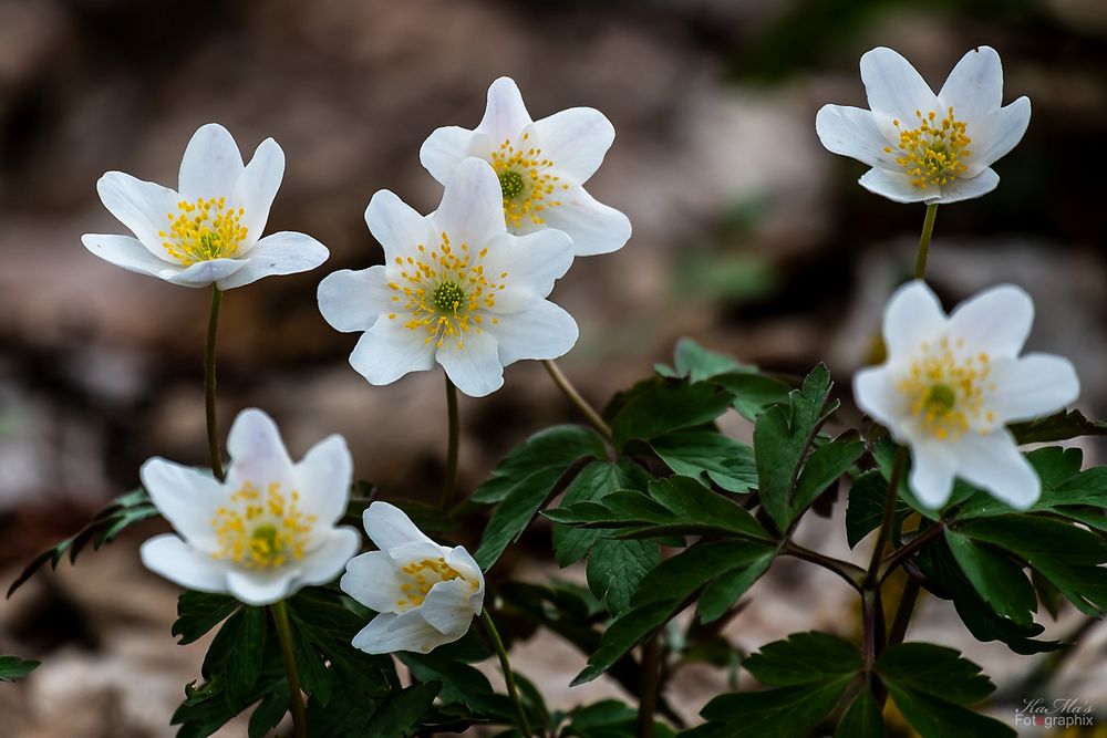 Kleine Blumenpracht