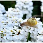 Kleine Blumenschnecke