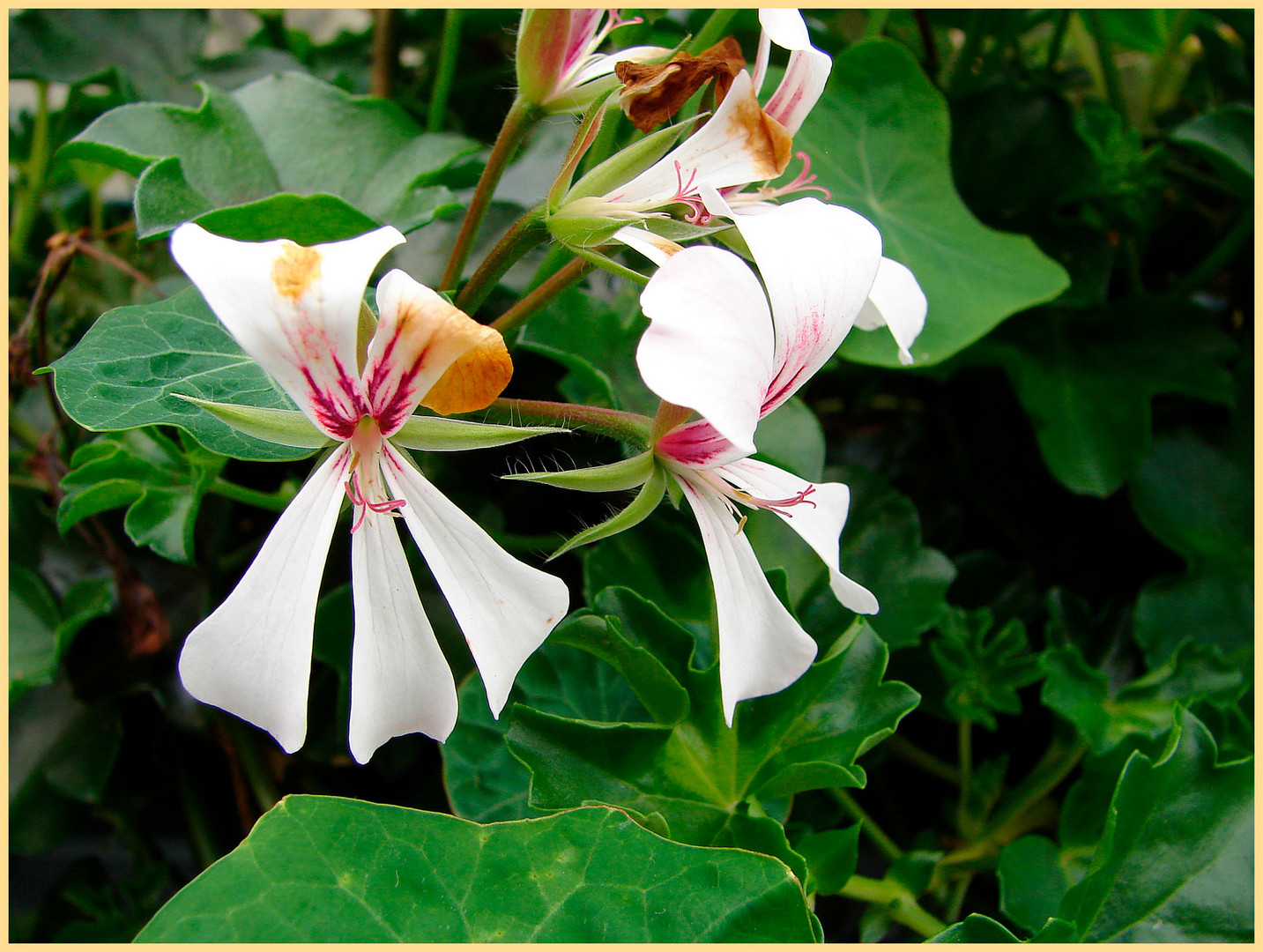 Kleine blumenspende für euch - wünsch einen schönen sonnigen tag - lg lucia