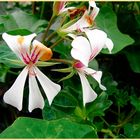 Kleine blumenspende für euch - wünsch einen schönen sonnigen tag - lg lucia