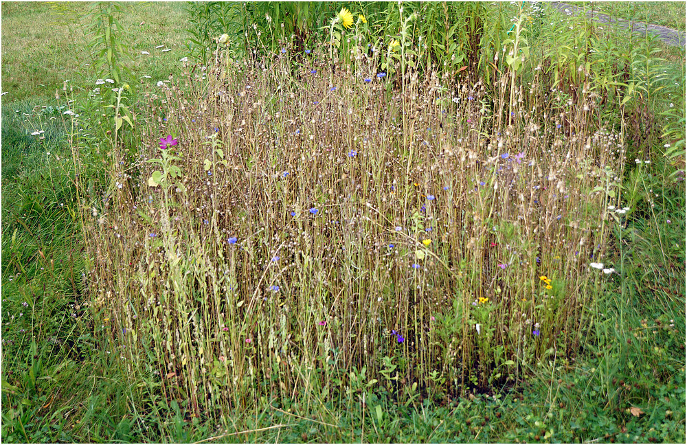 Kleine Blumenwiese