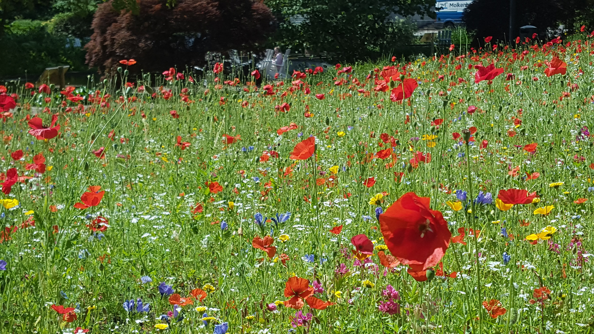 Kleine Blumenwiese Planten un Blomen