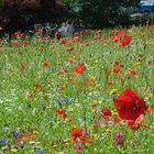 Kleine Blumenwiese Planten un Blomen