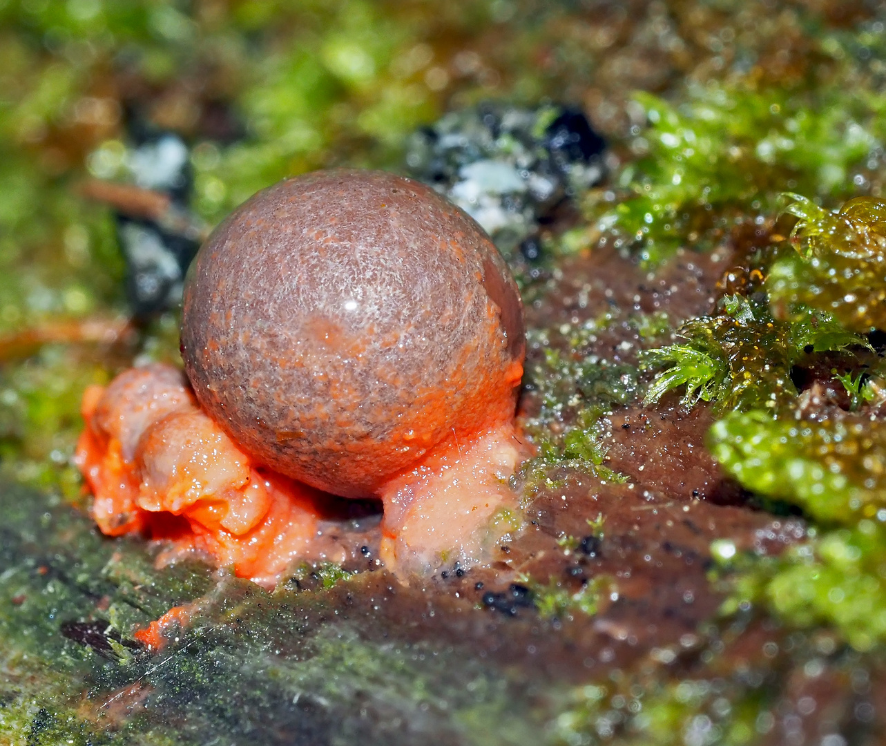 Kleine Blutmilchpilze (Lycogala epidendrum), verborgen im tiefen Wald! *