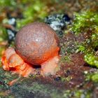 Kleine Blutmilchpilze (Lycogala epidendrum), verborgen im tiefen Wald! *