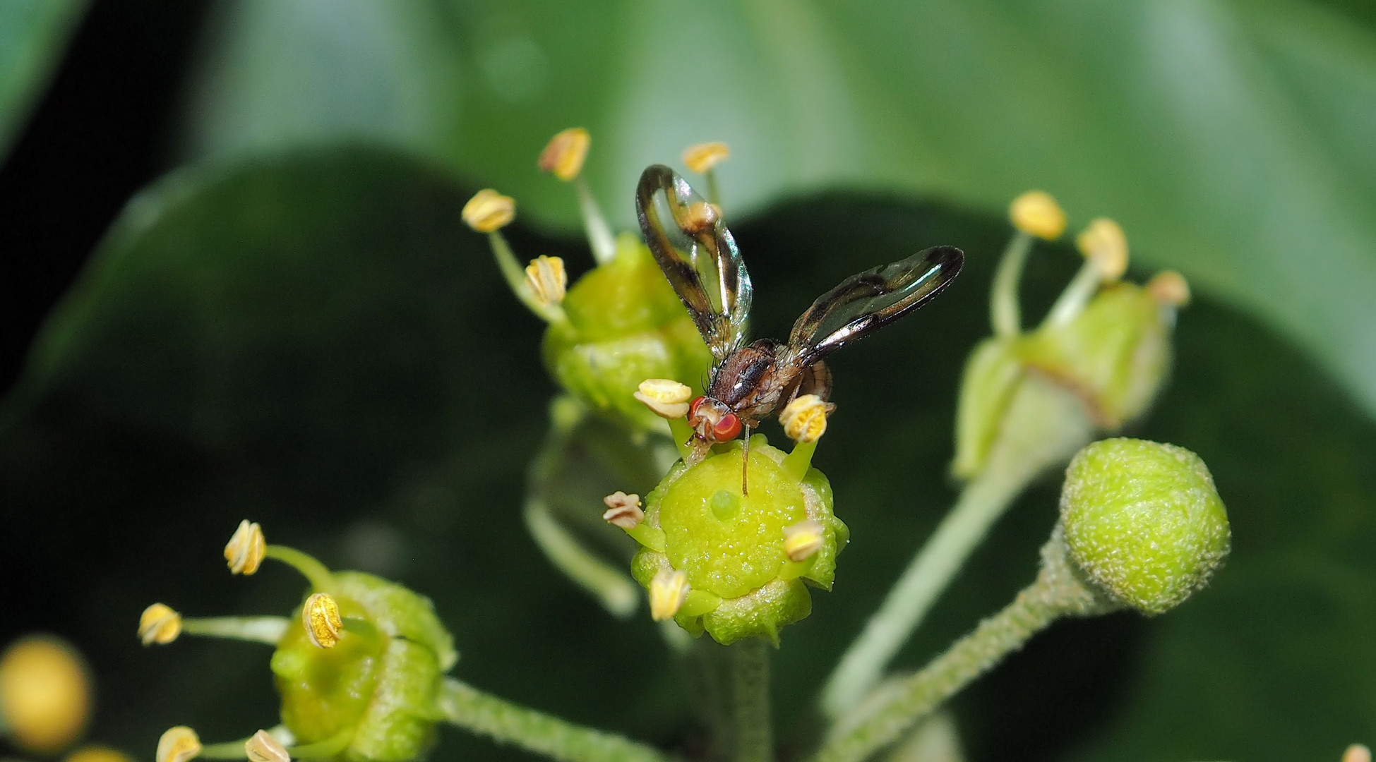 Kleine Bohrfliege denke ich....