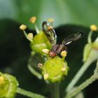 Kleine Bohrfliege denke ich....