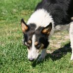 Kleine Border Collie - Maus SKY wird vermisst!