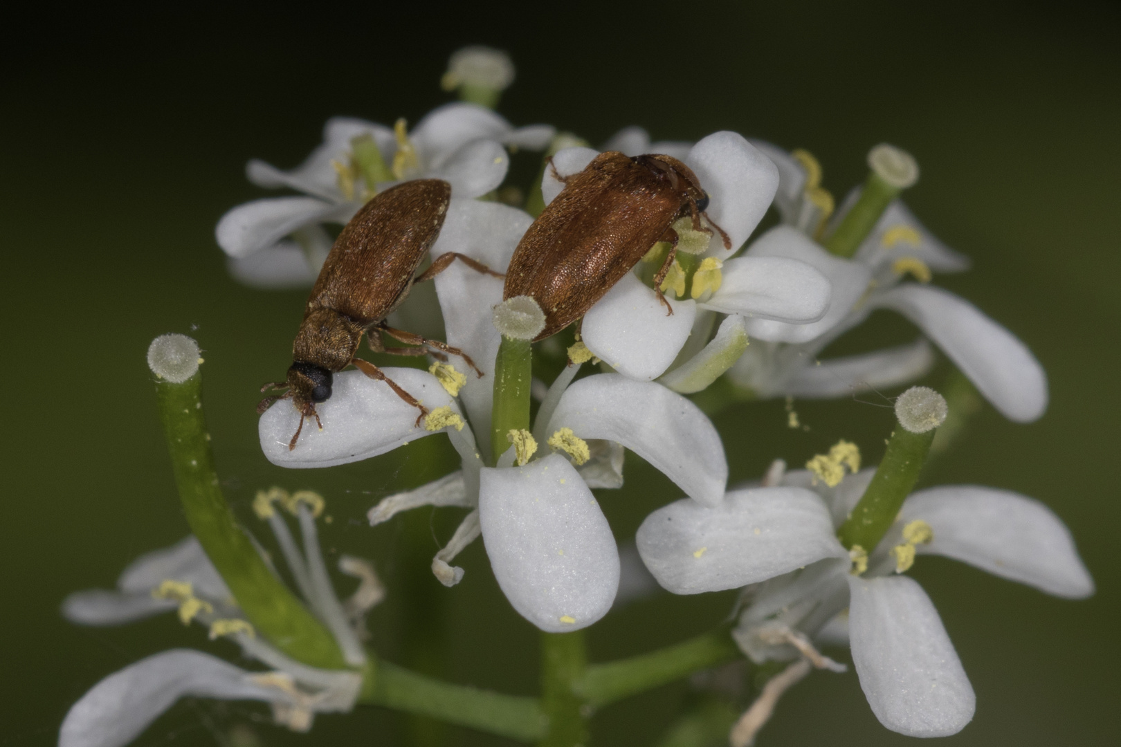 kleine braune Käfer auf weißen Blüten Foto & Bild tiere, wildlife