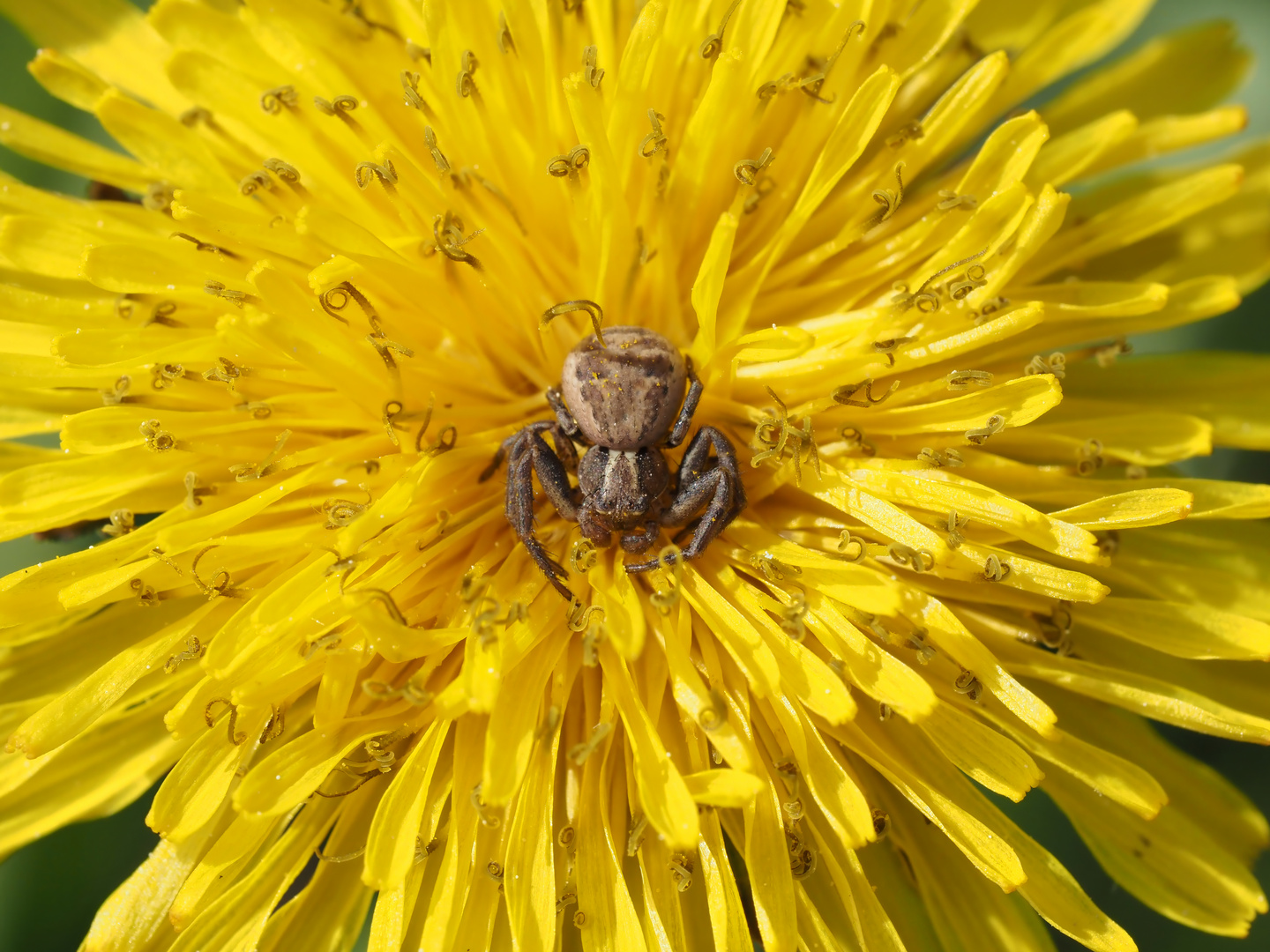 Kleine Braune Krabbenspinne