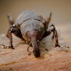 Kleine Braune Rüsselkäfer (Hylobius pinastris)...... 