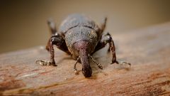 Kleine Braune Rüsselkäfer (Hylobius pinastris)...... 