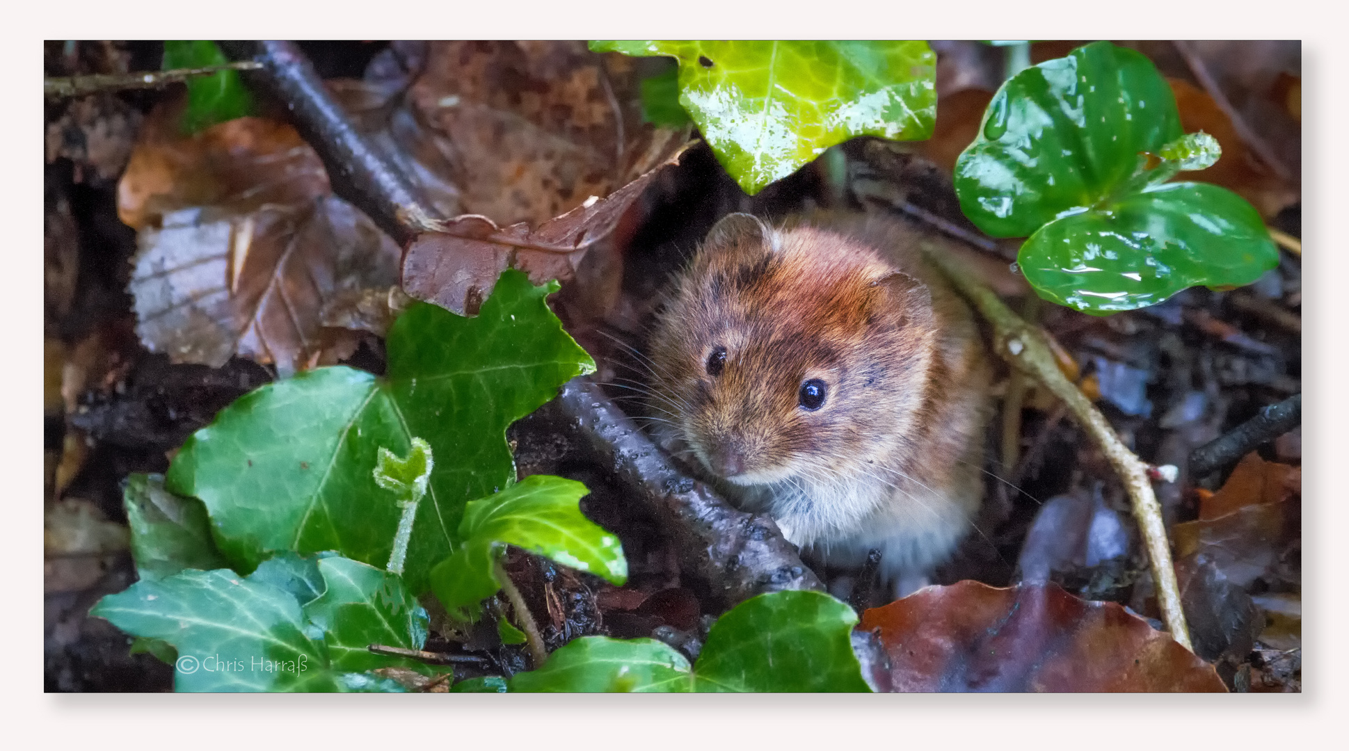 Kleine braune Stenzelmaus... Foto & Bild tiere, wildlife, säugetiere