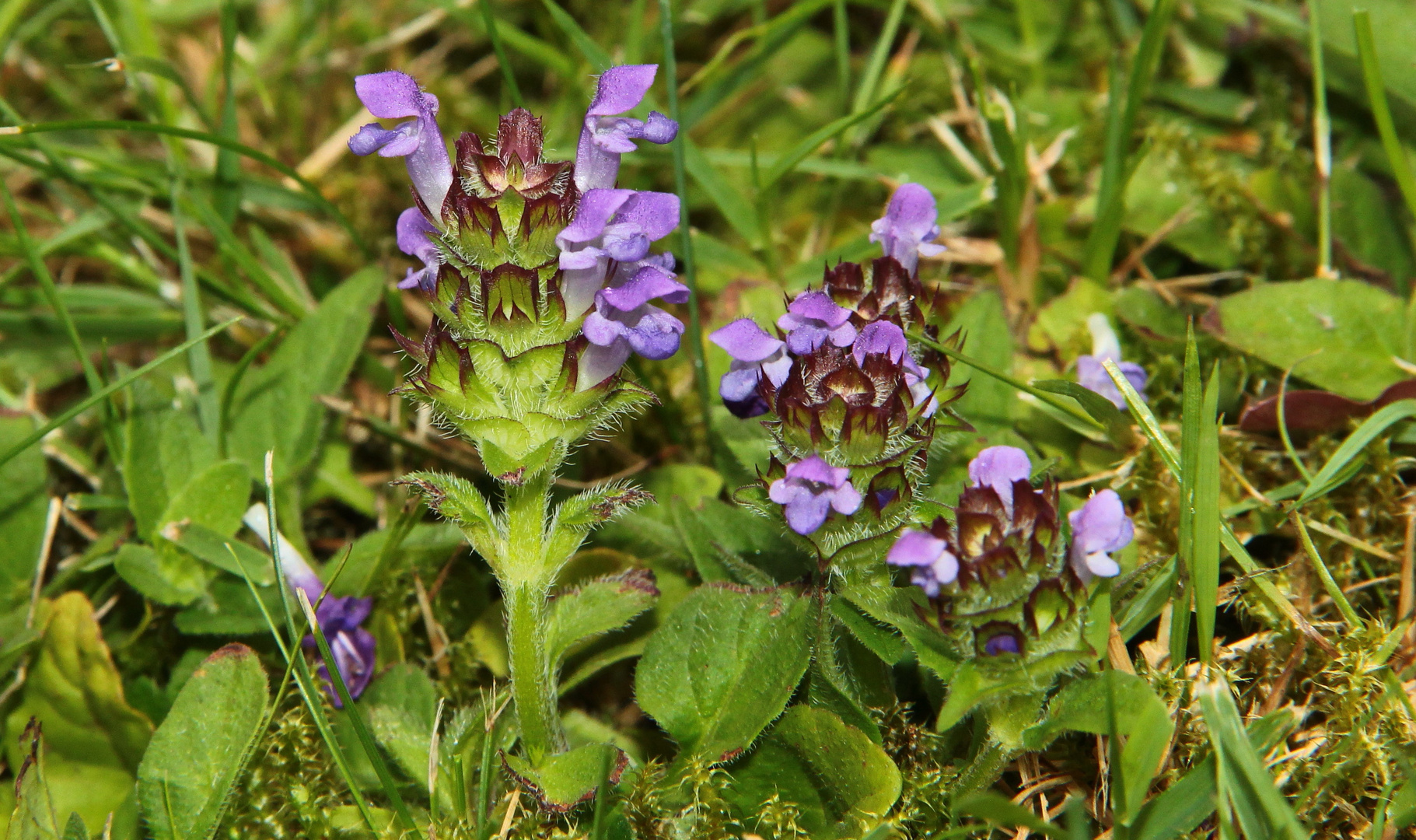 Kleine Braunelle (Prunella vulgaris)