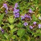 Kleine Braunelle (Prunella vulgaris)