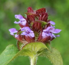 Kleine Braunelle (Prunella vulgaris) - Seitenansicht