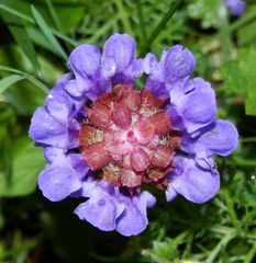 Kleine Braunelle (Prunella vulgaris) - von oben