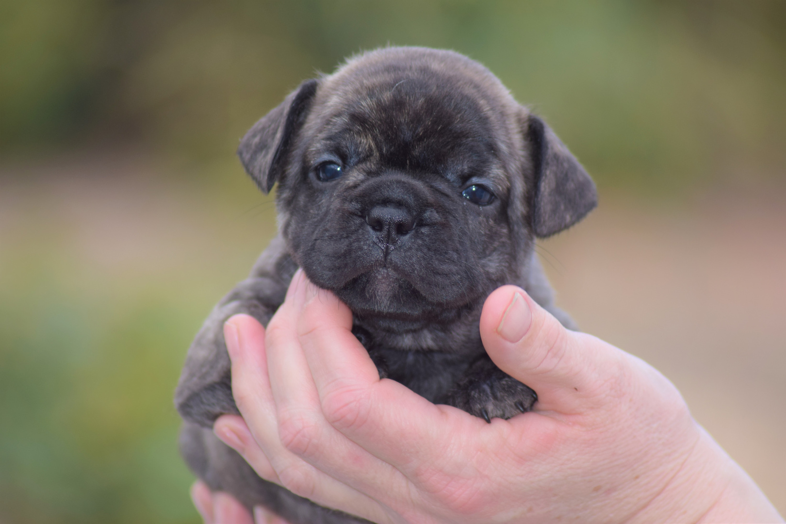 Kleine brindle Lady