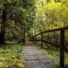 kleine Brücke im Herbstwald