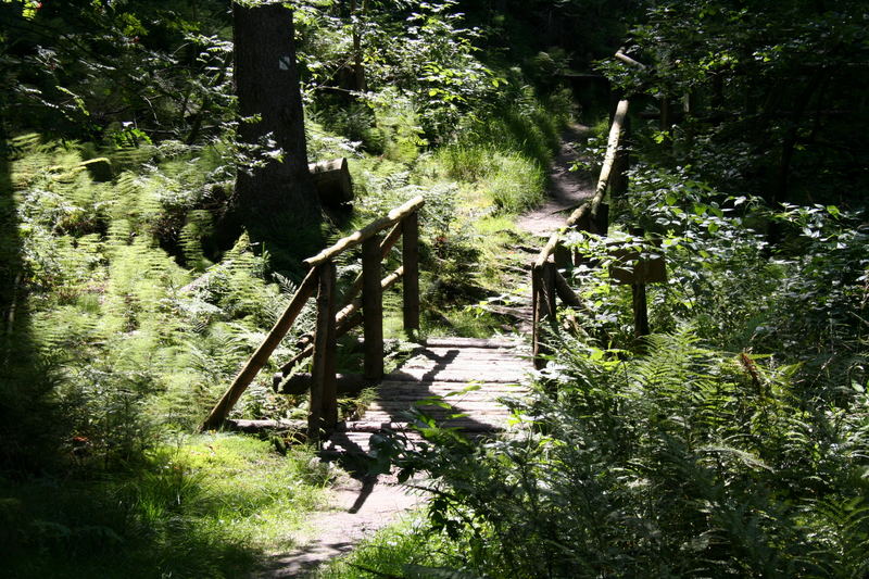 kleine brücke im wald