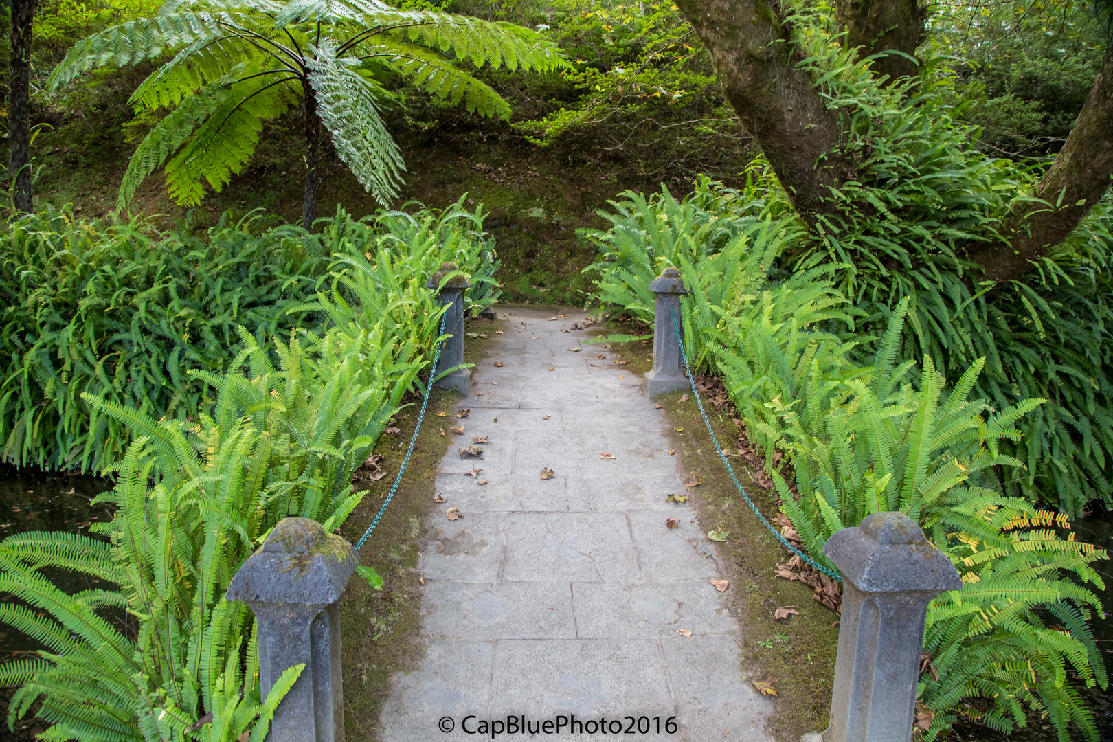 Kleine Brücke mit Farnen im Parque Terra Nostra