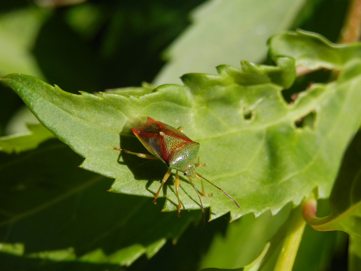 Kleine bunte Blattwanze (Elasmostethus minor)