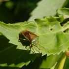 Kleine bunte Blattwanze (Elasmostethus minor)