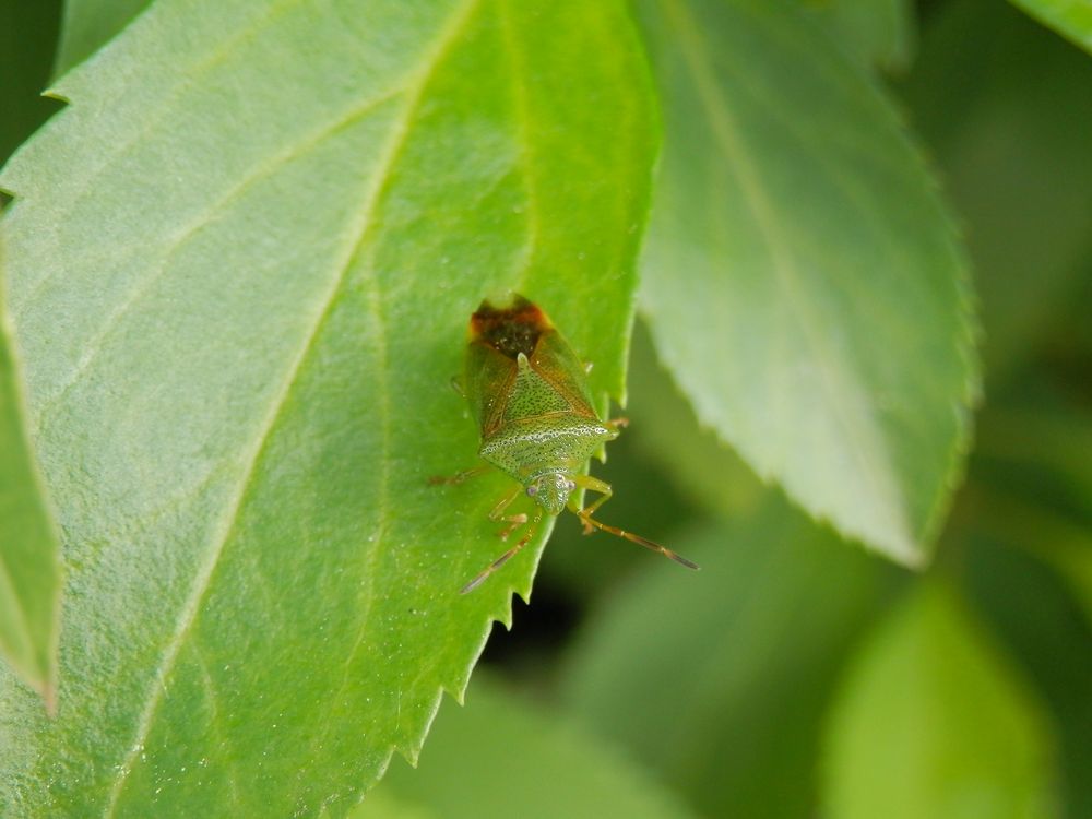 Kleine bunte Blattwanze (Elasmostethus minor) - Gut getarnt im grünen Buschwerk