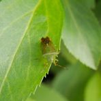 Kleine bunte Blattwanze (Elasmostethus minor) - Gut getarnt im grünen Buschwerk