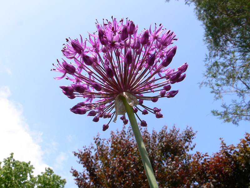 Kleine bunte Pusteblume ganz gross