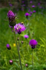 Kleine bunte Sommerwelt