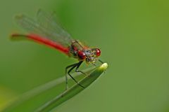 Kleine bunte Stäbchen (6)