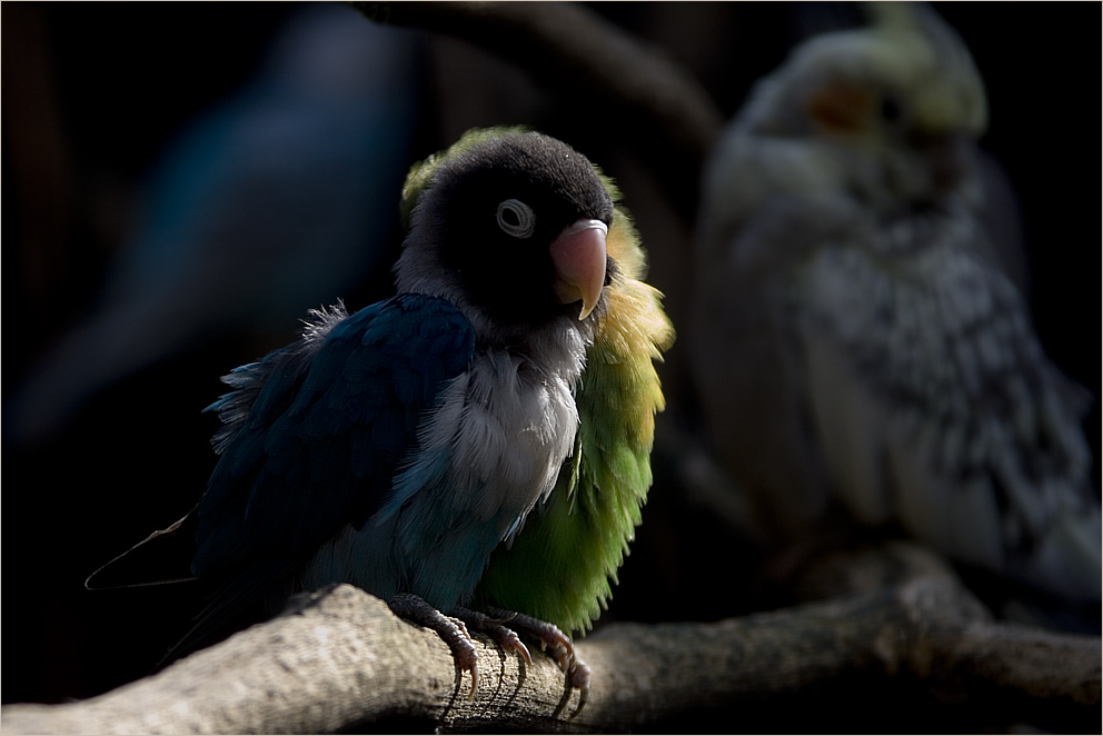 Kleine bunte Vögel