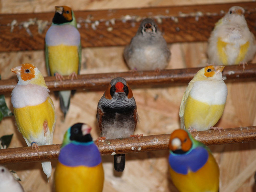 Kleine bunte Vogelwelt