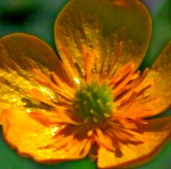 kleine Butterblume mal ganz groß