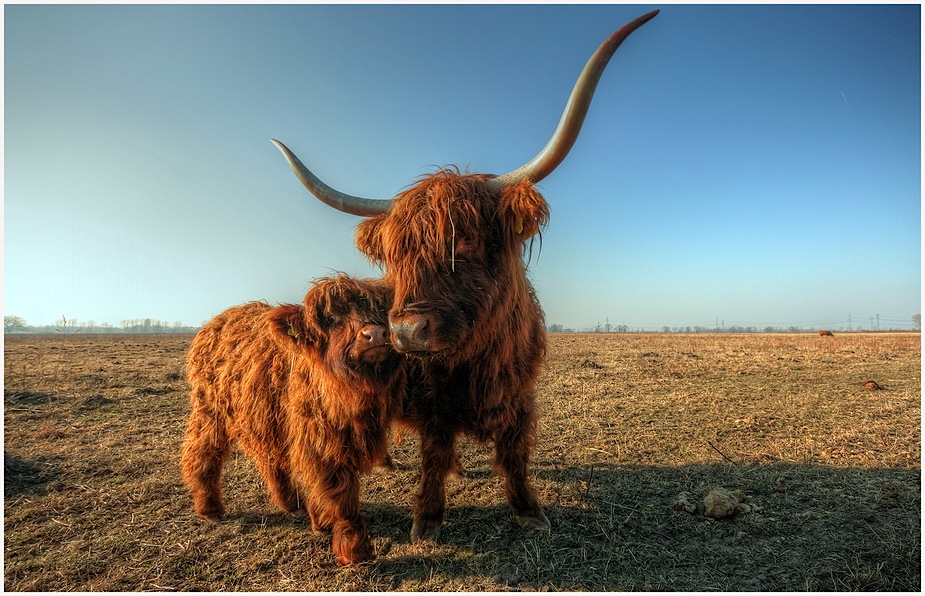 kleine cattle familie