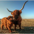 kleine cattle familie